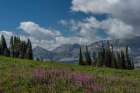 USA, Wyoming. Fireweed in meadow, Jedediah Smith Wilderness. Art Print